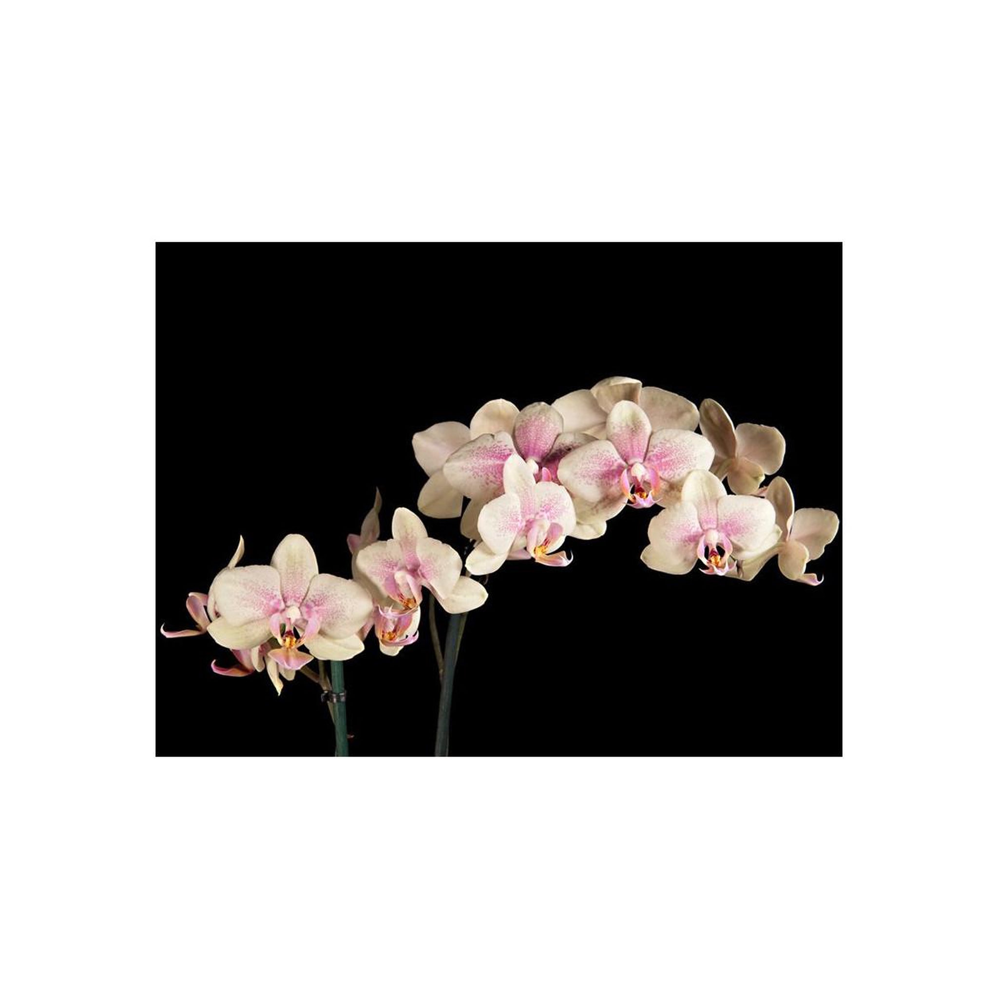 Voir la diapositive 2 : Paris Prix Papier peint  orchidée en fleurs