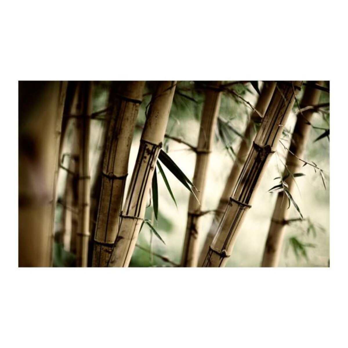 Paris Prix Papier Peint  Fog & Bamboo Forest II  450x270cm