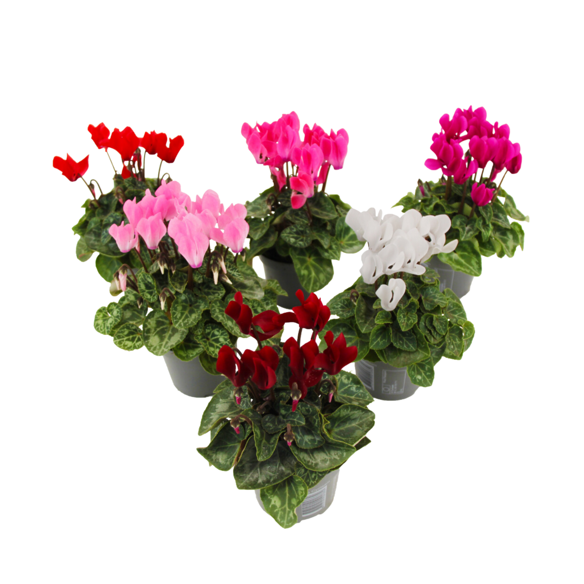 PLANT IN A BOX Cyclamen de Perse - Set de 6 - Cyclamen persicum - Hauteur 10-20cm - ⌀9cm