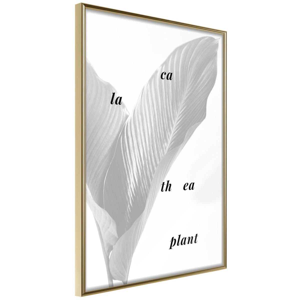 Paris Prix Affiche Murale Encadrée  Calathea Leaves