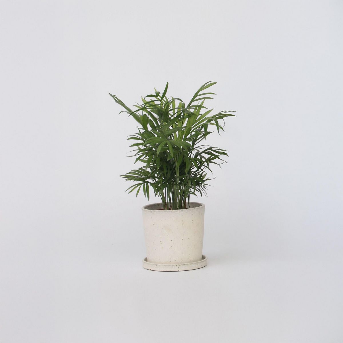 PLANT IN A BOX Palmier de salon - Chamaedorea elegans - Hauteur 30-40cm - ⌀12cm