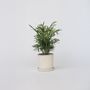 Voir la diapositive 5 : PLANT IN A BOX Palmier de salon - Chamaedorea elegans - Hauteur 30-40cm - ⌀12cm