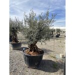 Olea europea - olivier Tronc 125/150cm  H180/200cm