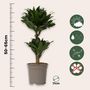 Voir la diapositive 2 : PLANT IN A BOX Dragonnier - Dracaena surculosa - Hauteur 50-65cm - ⌀17cm