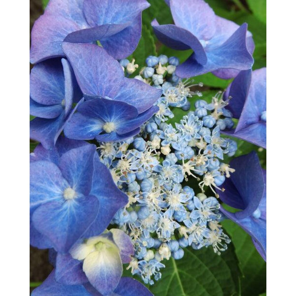  Hortensia Teller blue - Le pot / Ø 13cm / 3-5 branches / Hauteur livrée 15-20cm - Willemse