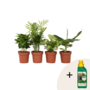 Voir la diapositive 1 : PLANT IN A BOX Mélang de plantes d'intérieur - Set de 4 - Hauteur 25-40cm - ⌀12cm
