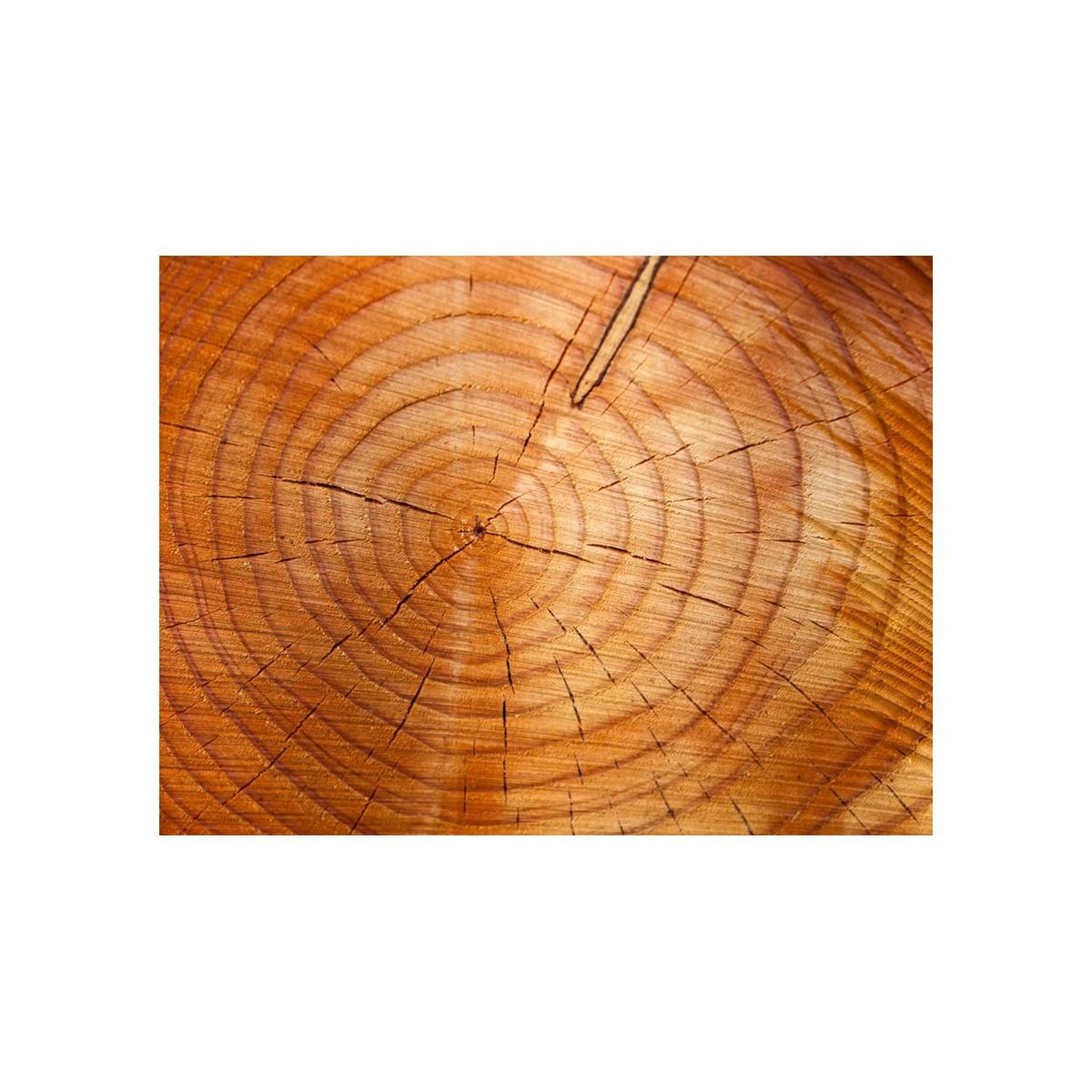 Voir la diapositive 2 : Paris Prix Papier peint  tronc d'arbre avec des anneaux annuels
