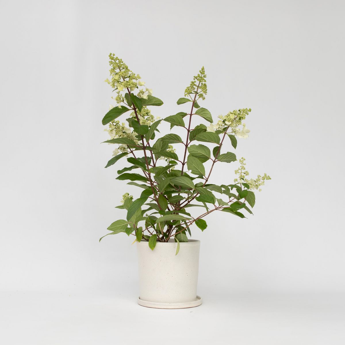 PLANT IN A BOX Hortensia - Set de 4 - Hydrangea paniculata 'Pinky Winky' - H25-40cm - ⌀19cm