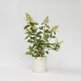 Voir la diapositive 5 : PLANT IN A BOX Hortensia - Set de 4 - Hydrangea paniculata 'Pinky Winky' - H25-40cm - ⌀19cm