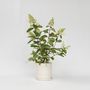 Voir la diapositive 5 : PLANT IN A BOX Hortensia - Set de 4 - Hydrangea paniculata 'Pinky Winky' - H25-40cm - ⌀19cm