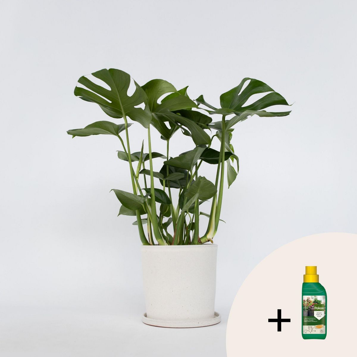 PLANT IN A BOX Plante à trous - Monstera deliciosa - Hauteur 70-80cm - ⌀21cm
