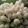 Voir la diapositive 4 : PLANT IN A BOX Hortensia - Set de 2 - Hydrangea paniculata 'Bobo' - Hauteur 25-40cm - ⌀19cm