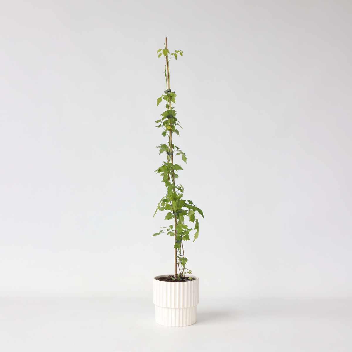 PLANT IN A BOX Bignone à trompettes - Campsis radicans - Hauteur 110-120cm - ⌀17cm