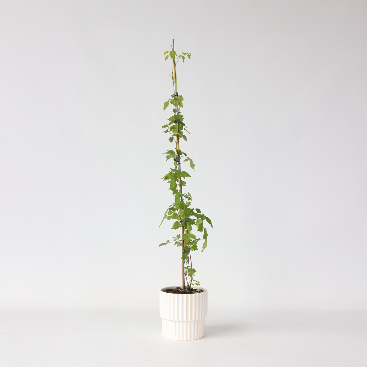 PLANT IN A BOX Bignone à trompettes - Campsis radicans - Hauteur 110-120cm - ⌀17cm