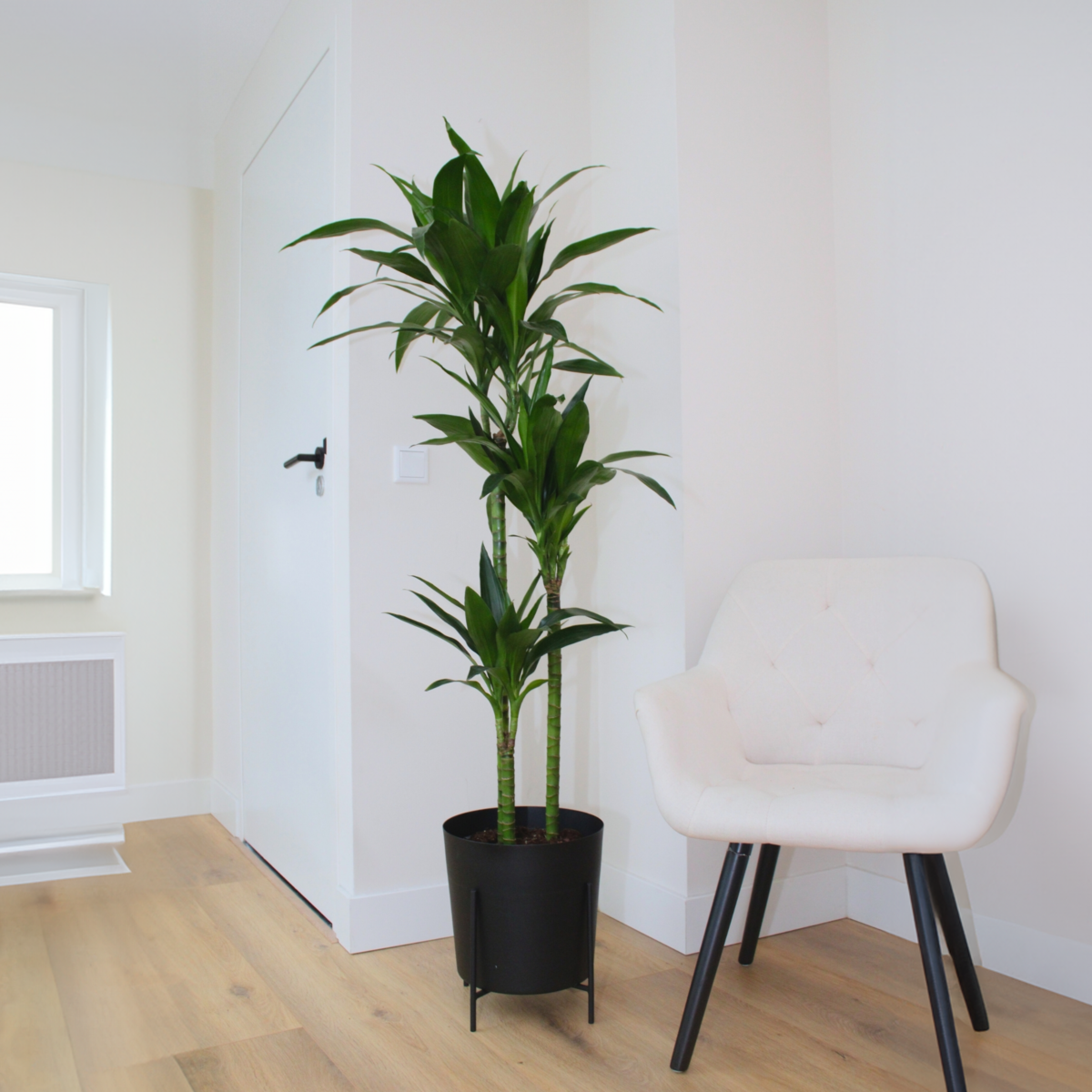 PLANT IN A BOX Dragonnier - Dracaena deremensis 'Janet Craig' - Hauteur 140-150cm - ⌀24cm