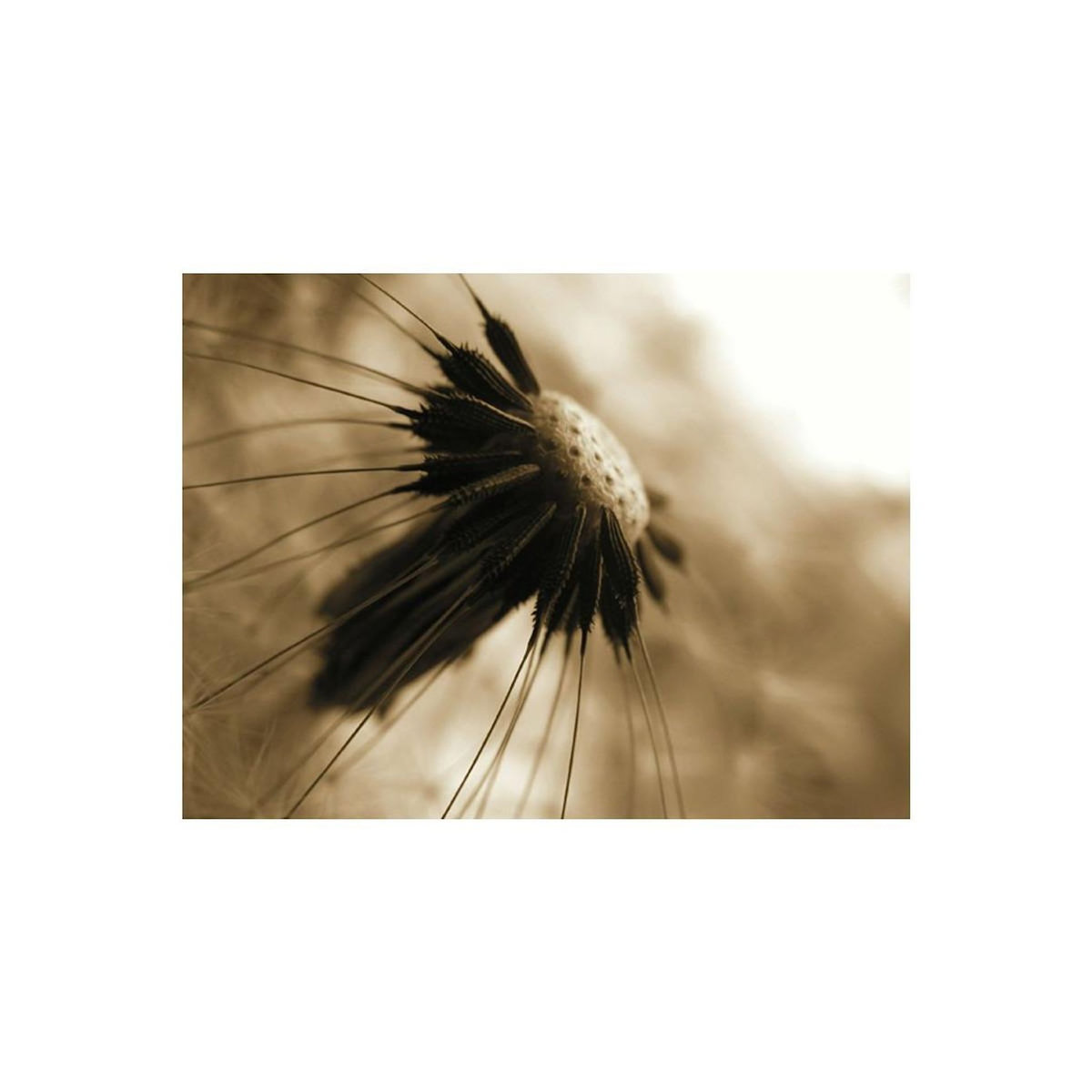 Paris Prix Papier Peint  Pissenlit Sépia II