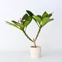 Voir la diapositive 5 : PLANT IN A BOX Frangipanier hawaii - Plumeria rubra 'Rose' - Hauteur 55-70cm - ⌀17cm