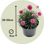 Voir la diapositive 2 : PLANT IN A BOX Oeillet des sables - Set de 3 - Armeria maritima 'Deep Rose' - H20-30cm - ⌀12cm
