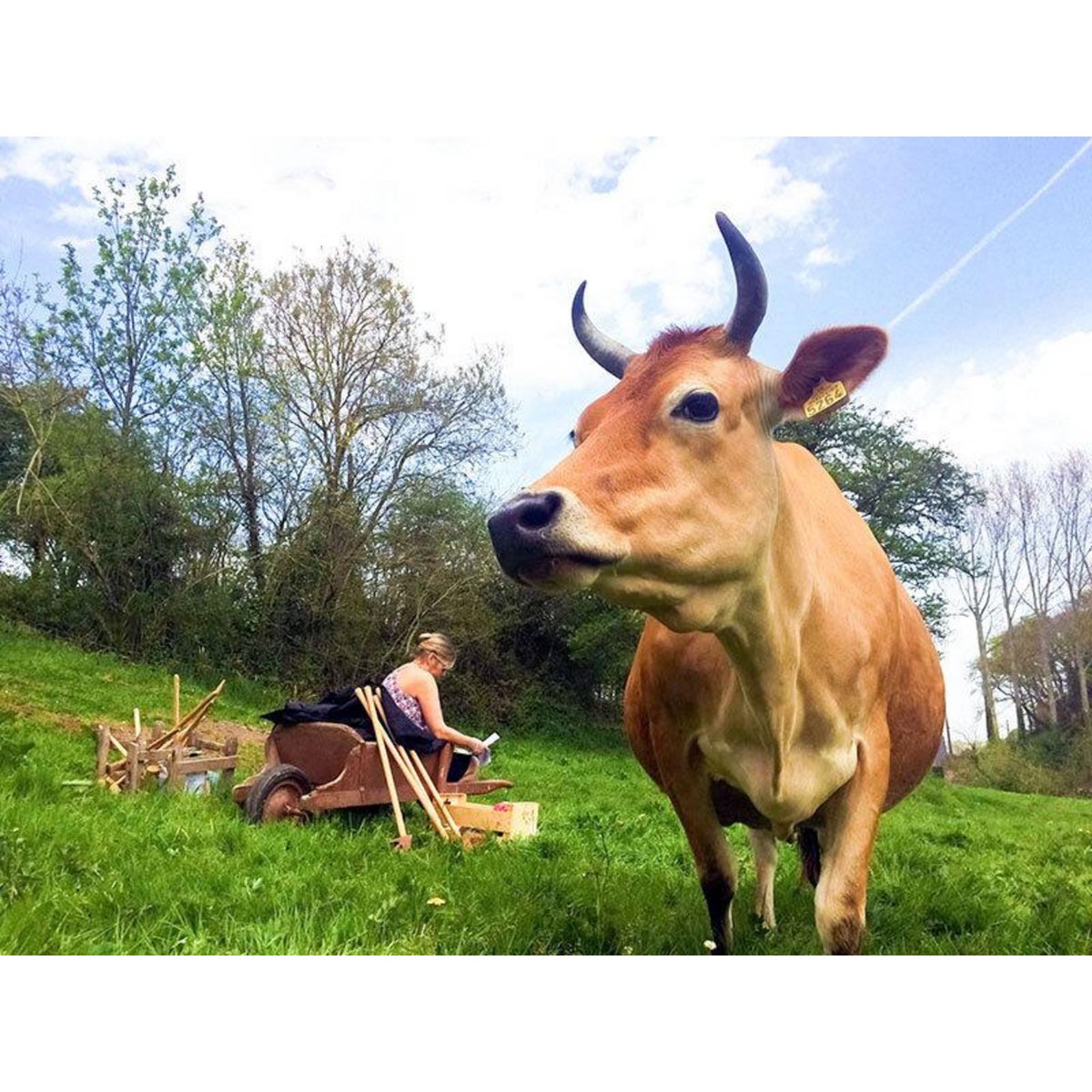 Smartbox Partie de golf en famille ou entre amis au milieu des animaux - Coffret Cadeau Sport & Aventure