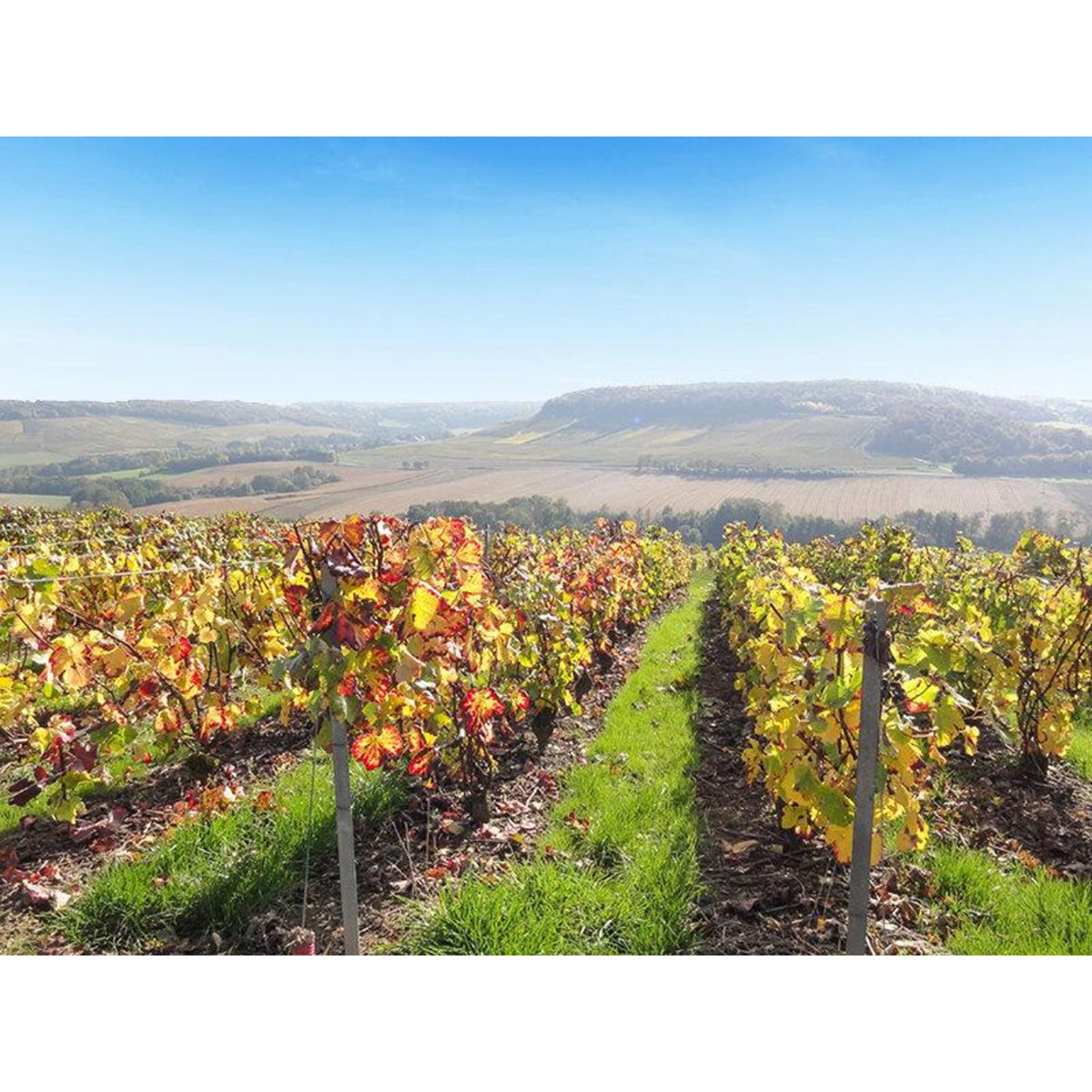 Smartbox Dégustation de champagne et visite de domaine dans la Marne - Coffret Cadeau Gastronomie