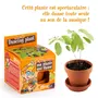  Kit de jardinage : Graines de plante qui danse - A faire pousser