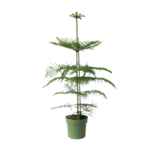 PLANT IN A BOX Pin de Norfolk - Araucaria heterophylla - Hauteur 70-80cm - ⌀21cm