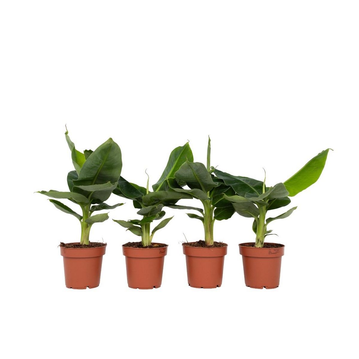 PLANT IN A BOX Bananaier nain - Set de 4 - Musa 'Oriental Dwarf' - Hauteur 25-40cm - ⌀12cm