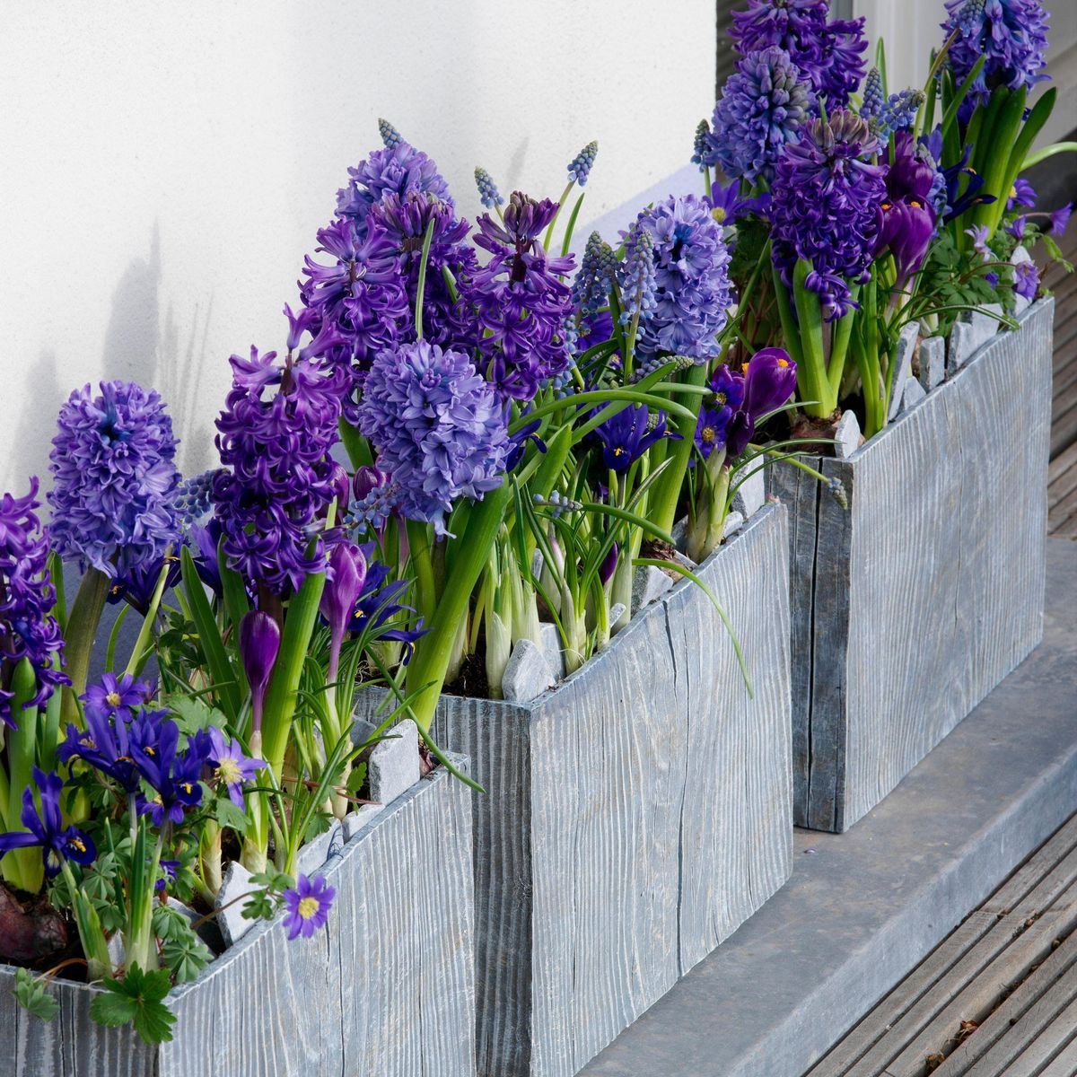 PLANT IN A BOX Jacinthe - Set de 15 - Hyacinthus 'Blue Trophy' - Bulbes à fleurs - Bleu