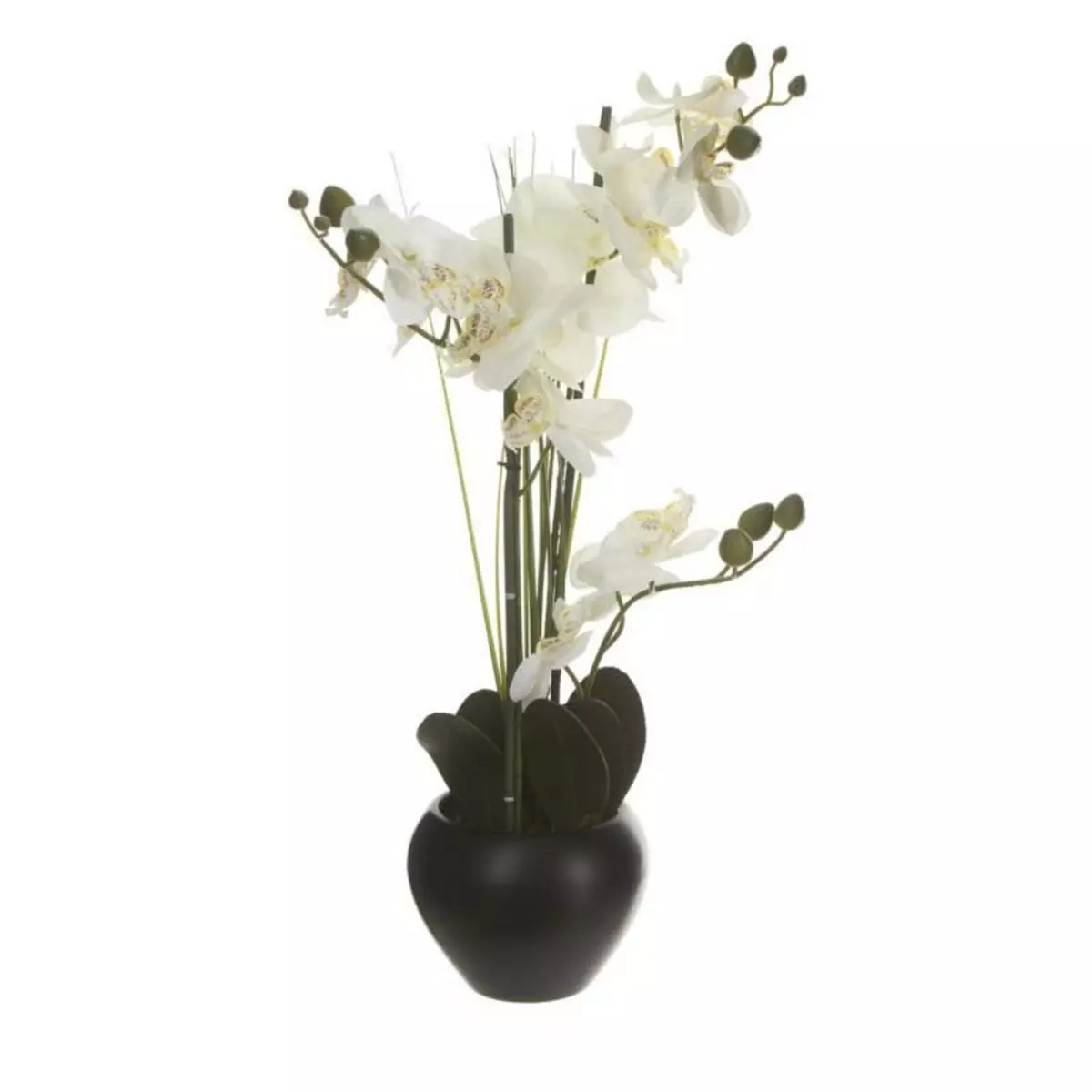  Composition Florale & Vase  Orchidée  53cm Noir