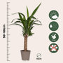 Voir la diapositive 2 : PLANT IN A BOX Pied d'éléphant - Set de 6 - Yucca elephantipes - Hauteur 50-60cm - ⌀14cm