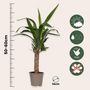 Voir la diapositive 2 : PLANT IN A BOX Pied d'éléphant - Set de 6 - Yucca elephantipes - Hauteur 50-60cm - ⌀14cm