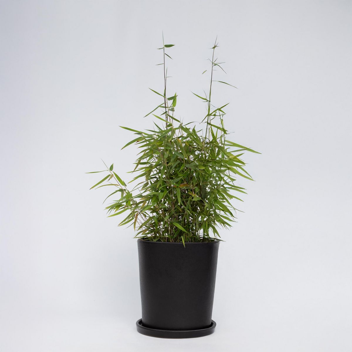 PLANT IN A BOX Bambou non-traçant - Fargesia nitida 'Red Dragon' - Hauteur 60-80cm - ⌀17cm