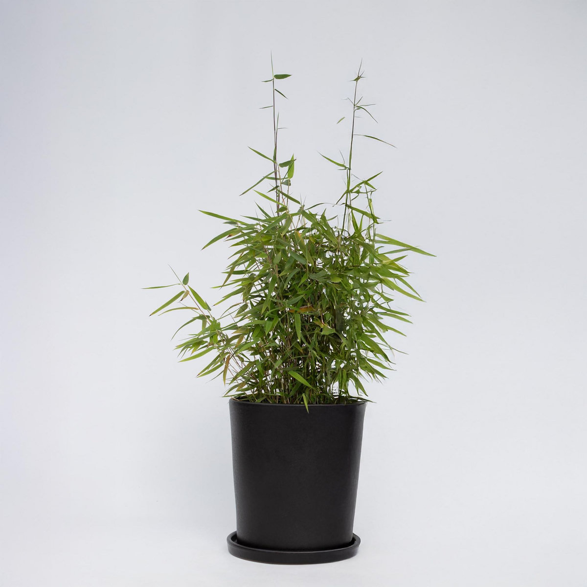 PLANT IN A BOX Bambou non-traçant - Fargesia nitida 'Red Dragon' - Hauteur 50-70cm - ⌀17cm