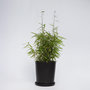 Voir la diapositive 6 : PLANT IN A BOX Bambou non-traçant - Fargesia nitida 'Red Dragon' - Hauteur 50-70cm - ⌀17cm
