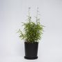 Voir la diapositive 6 : PLANT IN A BOX Bambou non-traçant - Fargesia nitida 'Red Dragon' - Hauteur 60-80cm - ⌀17cm