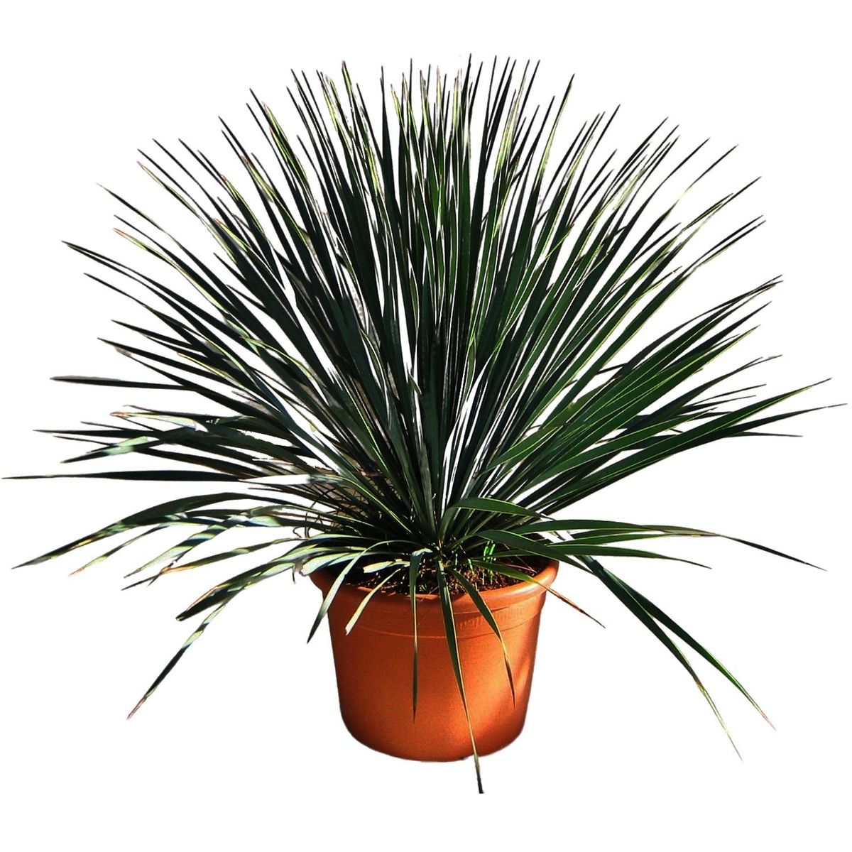 Yucca Rostrata 15L