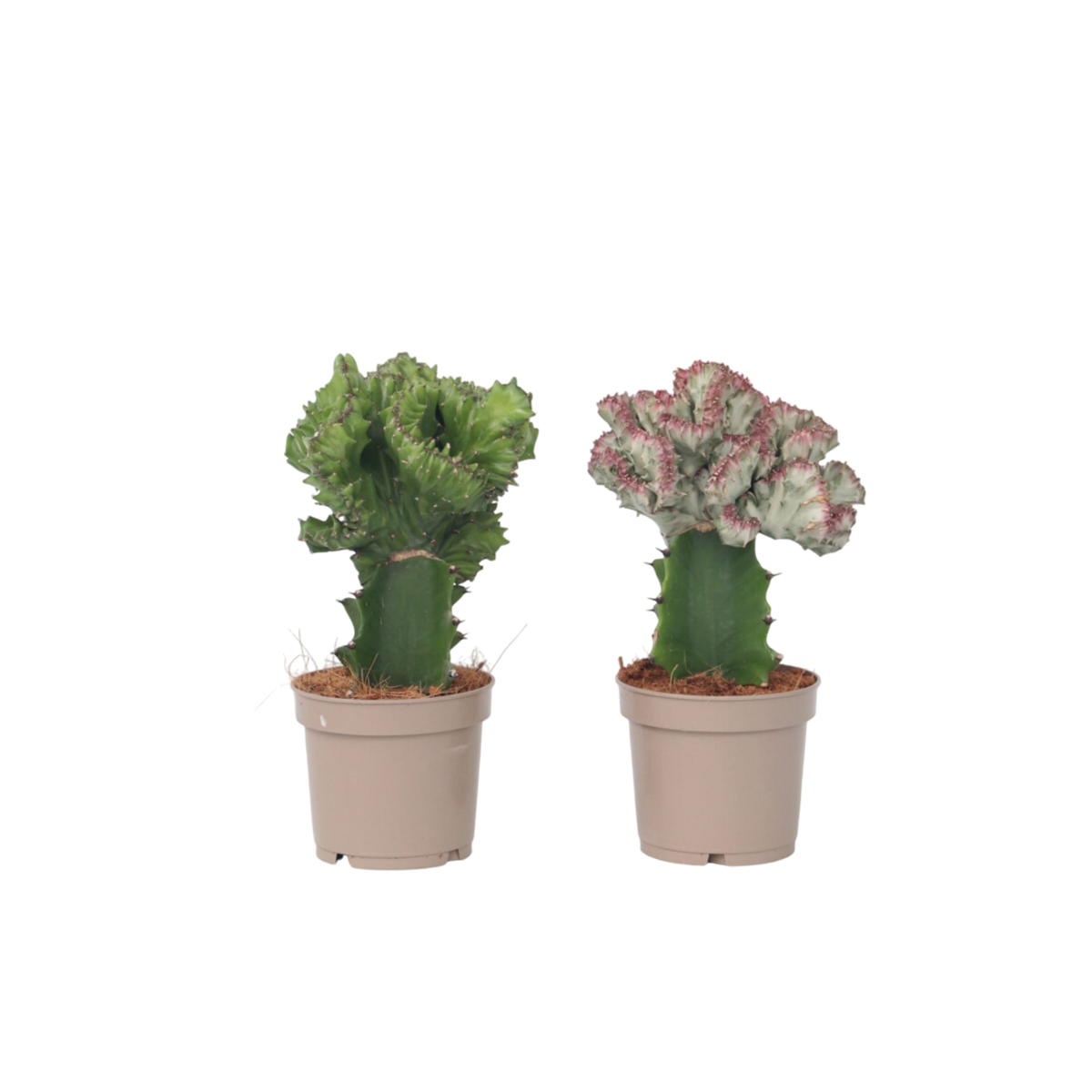 PLANT IN A BOX Mélange d'euphorbes - Set de 2 - Euphorbia 'Lactea' - Hauteur 25-30cm - ⌀12cm