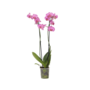 Voir la diapositive 1 : PLANT IN A BOX Orchidée papillon - Phalaenopsis - Hauteur 50-60cm - ⌀12cm