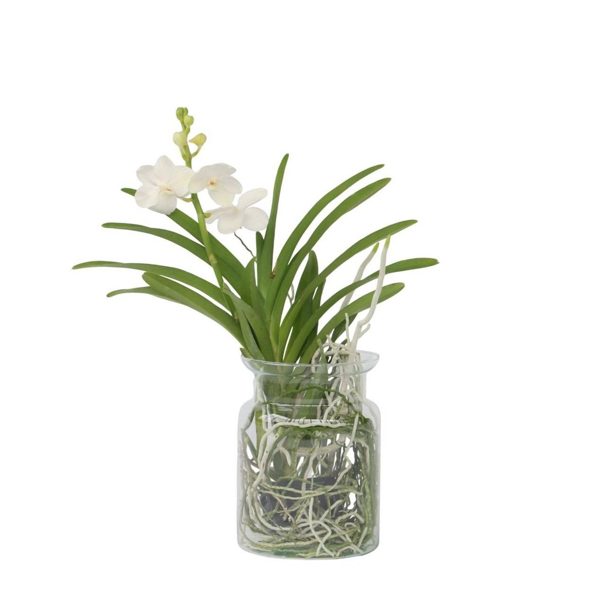 PLANT IN A BOX Orchidée - Vanda 'White' - Hauteur 40-50cm - ⌀14cm