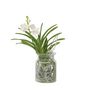 Voir la diapositive 1 : PLANT IN A BOX Orchidée - Vanda 'White' - Hauteur 40-50cm - ⌀14cm