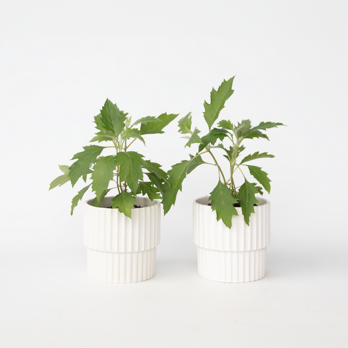 PLANT IN A BOX Hortensia - Set de 2 - Hydrangea 'Ice Crystal' - Hauteur 25-40cm - ⌀19cm