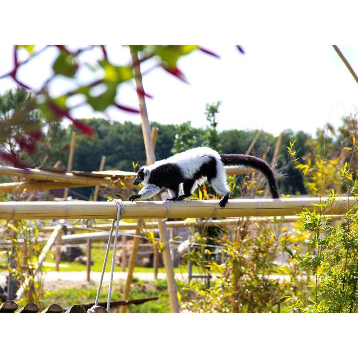 Smartbox Tanière Zoo Refuge : immersion avec les herbivores pour 1 personne - Coffret Cadeau Multi-thèmes