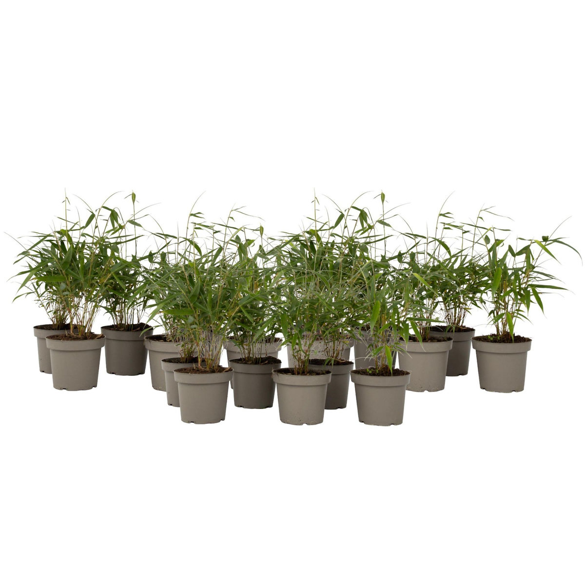 PLANT IN A BOX Bambou non-traçant - Set de 18 - Fargesia 'Asian Wonder' - H25-40cm - ⌀13cm
