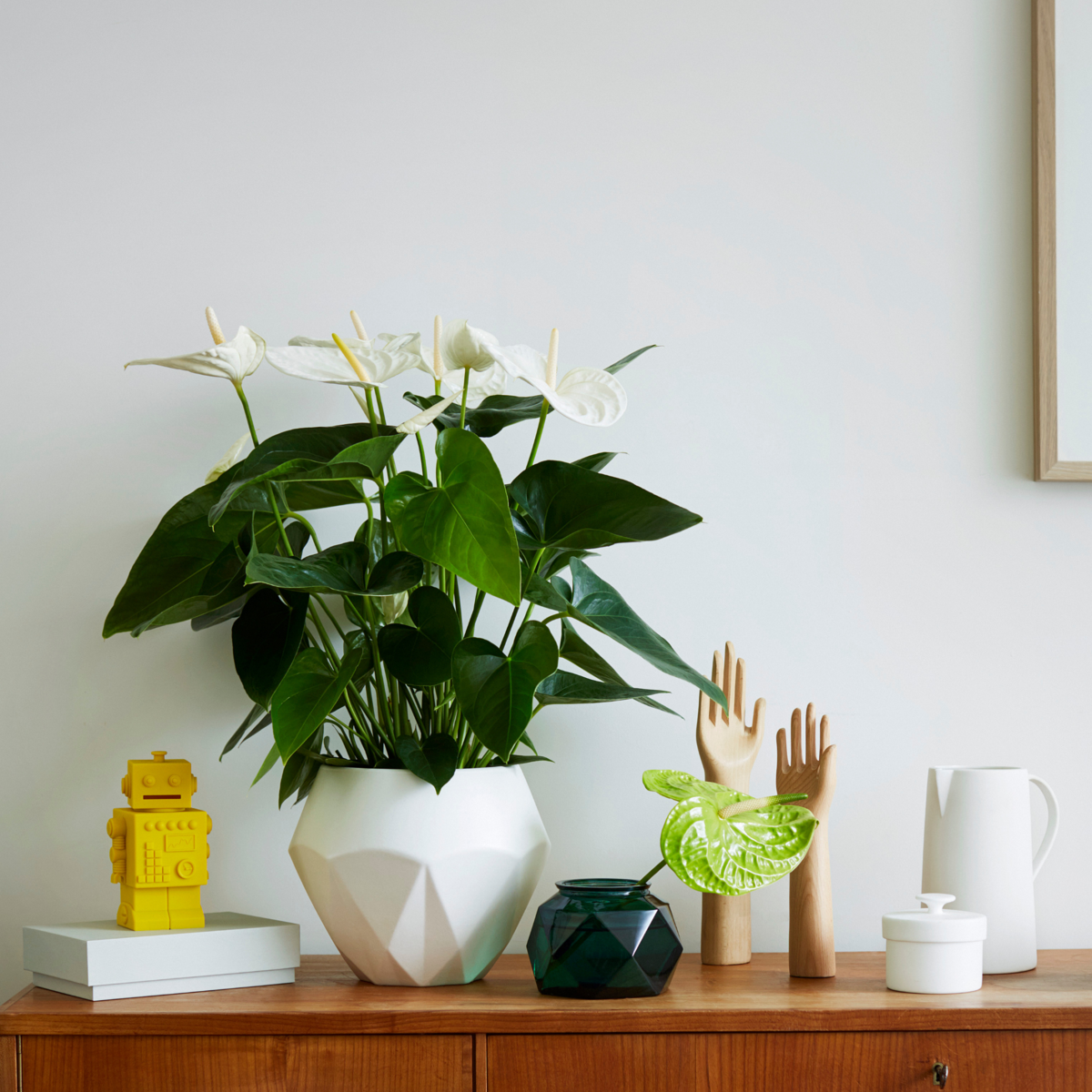 PLANT IN A BOX Langue de feu - Anthurium 'Alaska White' - Hauteur 55-70cm - ø17cm