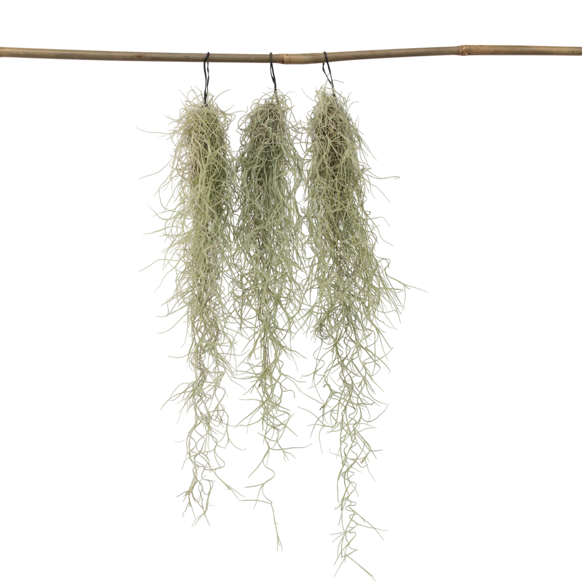 PLANT IN A BOX Mousse espagnole - Set de 3 - Tillandsia usneoides - Hauteur 25-40cm - ⌀5cm
