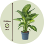 Voir la diapositive 2 : PLANT IN A BOX Cannes des muets - Dieffenbachia 'Tropic' - Hauteur 70-80cm - ⌀24cm
