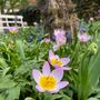 Voir la diapositive 4 : PLANT IN A BOX Tulipe - Set de 100 - Tulipa bakeri 'Lilac Wonder' - Bulbes à fleurs
