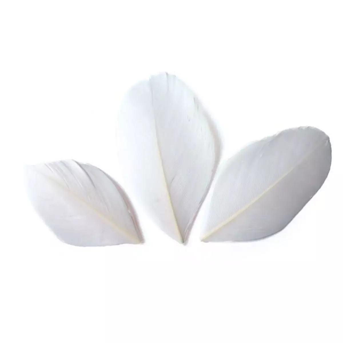 Graine créative 50 plumes coupées - Blanc 6 cm