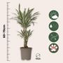 Voir la diapositive 2 : PLANT IN A BOX Dragonnier - Dracaena deremensis 'White Stripe' - Hauteur 60-70cm - ⌀17cm