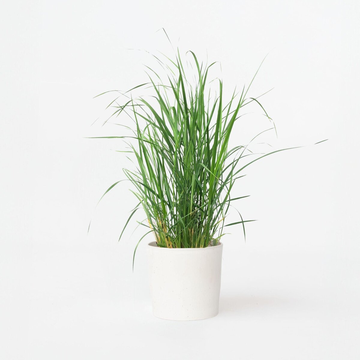 PLANT IN A BOX Panic érigé - Panicum virgatum 'Heavy Metal' - Hauteur 40-60cm - ⌀23cm